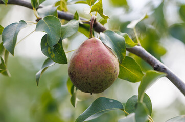 A pear is hanging from a tree