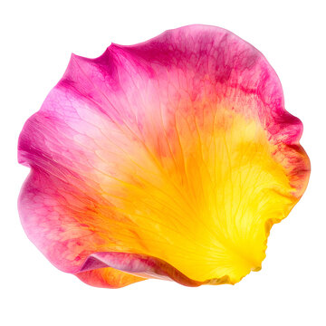 Close-up shot of a single, vibrant rose petal with gradient hues against a black background