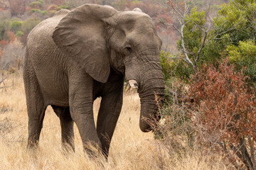 Fototapeta premium Elephant with a broken tusk