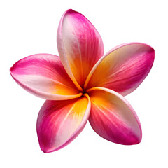 Frangipani flower isolated on transparent background