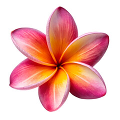 Frangipani flower isolated on transparent background