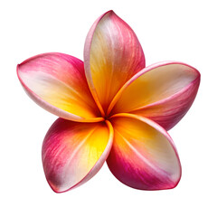 Frangipani flower isolated on transparent background
