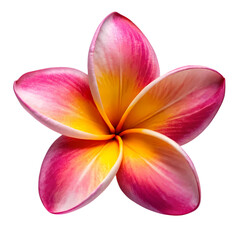 Frangipani flower isolated on transparent background