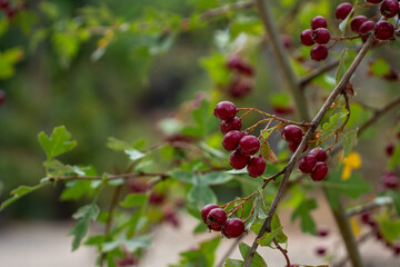 Red berries on branch.