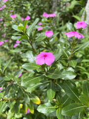 Vibrant Pink Madagascar Periwinkle Flower Close-up 