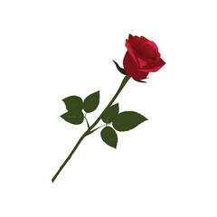 Fototapeta premium A single red rose with green stem and leaves on white background