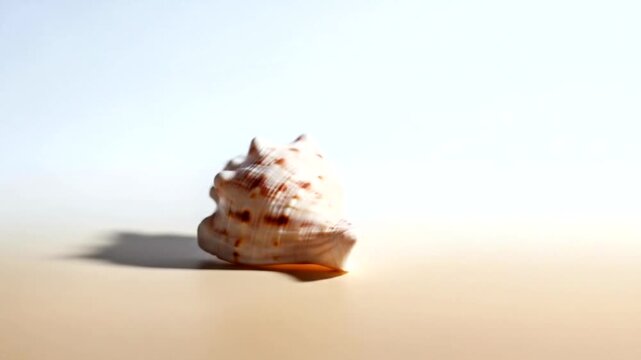 A close-up view of a beautiful seashell resting on a sandy beach with soft lighting