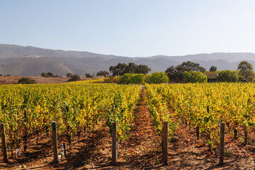 Obraz premium Sunny California vineyard landscape with green vines, blue sky