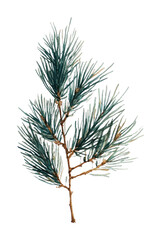 PNG Elegant pine branch illustration.
