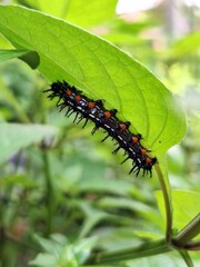 caterpillar on a leaf