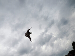 Fototapeta premium Isolated Common Swift Bird in Mid-Flight Against a Stormy and Cloudy Overcast Sky