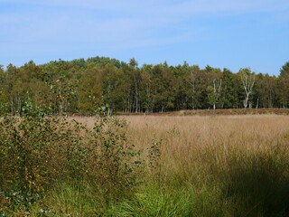Tranquil marsh landscape featuring birch trees and dry grass