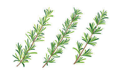 Fresh Green Rosemary Sprigs Illustration in Flat Vector Botanical Style for Organic Herb, Cooking Ingredient, and Natural Food Design