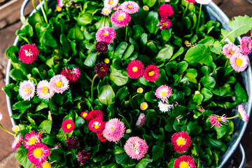 Fototapete bei efototapeten.de bestellen   