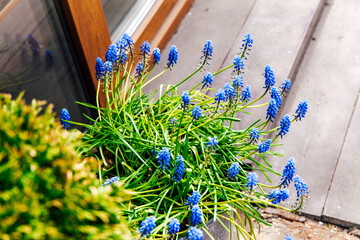 Fototapete bei efototapeten.de bestellen   