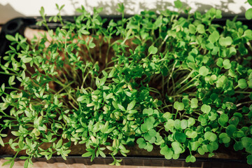 Growing fresh herbs in a small indoor garden to enhance flavor and nutrition in meals