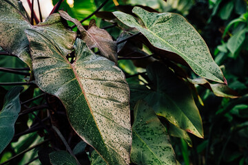 Lush green leaves with droplets in a tropical garden environment during a calm morning