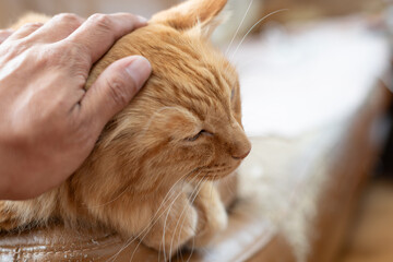 可愛い猫を撫でる飼い主　茶トラ猫	