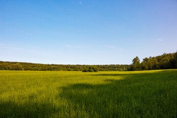 Vibrant green field under a clear blue sky. Lush vegetation stretches towards a distant forest line, illuminated by bright sunlight