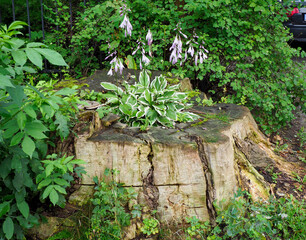 Close-up of lush green hosta plants with white bell flowers growing out of an old weathered tree stump in a forest.