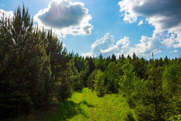 Vibrant green forest path flanked by tall pine and spruce trees under a bright blue sky with fluffy clouds
