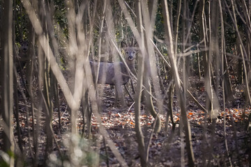 Two roe deer (Capreolus capreolus) standing alert among dense woodland trees in natural winter light, wildlife in forest habitat, nature and animal photography.