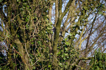 Eurasian jay (Garrulus glandarius) perched among ivy-covered branches in winter woodland. Beautiful forest bird camouflaged in natural habitat.