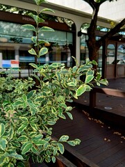 Entrance of an elegant house decorated with wax plant