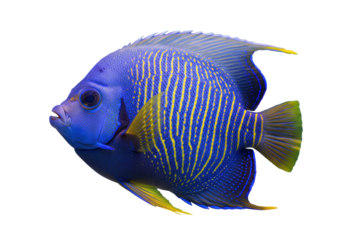 Isolated, beautiful angelfish with yellow stripes, a stunning addition to any aquatic collection