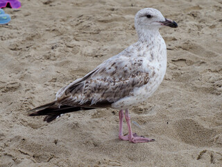 Full-body shot of a speckled young seagull standing on the sun-drenched beach sand, capturing its light brown and white plumage.