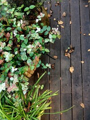 Small flower pots with green plants decorated on the vintage wooden deck