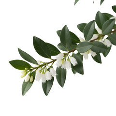 Obraz premium Delicate white blooms and glossy green foliage against a simple contrasting setting