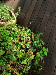 Small flower pots with green plants decorated on the vintage wooden deck