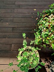 Small flower pots with green plants decorated on the vintage wooden deck