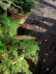 Small flower pots with green plants decorated on the vintage wooden deck