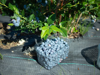 Blueberry picking on a plantation. Blueberries close-up