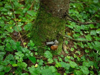 a large snail crawls on a tree in the forest