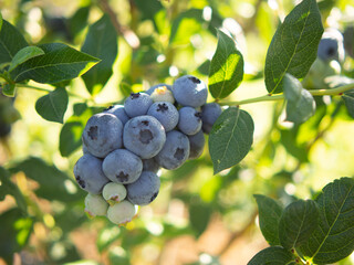 Blueberry picking on a plantation. Blueberries close-up