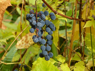 Ripe Dark Blue Grapes Hanging on Autumn Vine