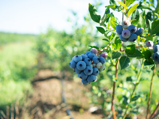 Blueberry picking on a plantation. Blueberries close-up