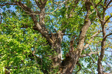 Powerful ancient oak tree with lush green foliage and textured bark, its gnarled branches reaching towards a clear blue sky