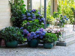 Beautiful dark blue hydrangea flowers in pots placed on cobblestones outside a cafe or restaurant entrance on a sunny day