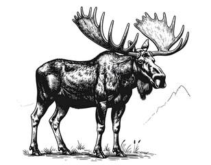 Obraz premium Detailed black and white drawing of a large moose