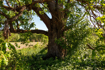 Mighty ancient oak tree with thick trunk and green foliage under a sunny sky, bordering a distant field
