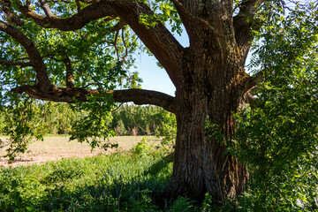Mighty old oak tree with vibrant green leaves and strong branches, bathed in sunlight. Field and forest in background