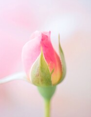 Delicate pink rose bud