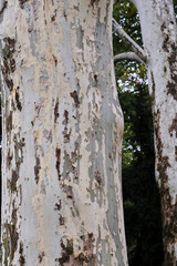 Close-up of a sycamore tree trunk showing its distinctive peeling bark in shades of gray, beige, and brown. The textured surface reveals natural beauty and organic patterns in a serene forest environ