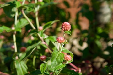 Vibrant Pink Moss Rose (Portulaca Grandiflora) Flowers in Full Bloom with Lush Green Foliage on a Sunny Day
