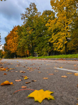 fallen yellow leaves on the road 