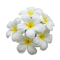 A beautiful cluster of five white plumeria flowers with bright yellow centers on a isolated on transparent background